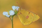 Colias.... Colias....
