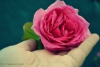 Cogli la rosa quando è il momento, che il tempo, lo sai, vol Cogli la rosa quando è il momento, che il tempo, lo sai, vol