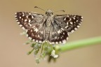 Pyrgus Pyrgus
