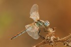 Sympetrum fonscolombii Sympetrum fonscolombii