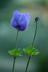 natura natura