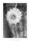 Fiore d'inverno