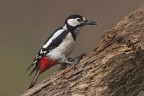 Picchio rosso maggiore (Dendrocopos major) Picchio rosso maggiore (Dendrocopos major)