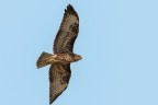 Poiana (Buteo buteo)