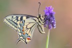 Papilio machaon...