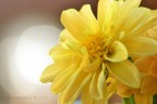 il fiore giallo il fiore giallo