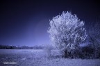 IR foto IR foto