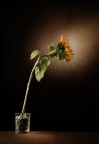 Luce Luce