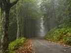 Foresta pistoiese Foresta pistoiese