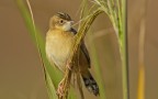 Beccamoschino (Cisticola juncidis)