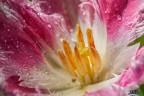 ..un po di colore primaverile ..un po di colore primaverile