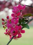 primavera primavera