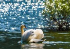 Il cigno Il cigno