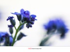 _Color_ _Color_