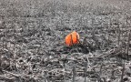 arancio arancio