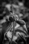 La Salvia La Salvia