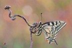 Papilio...ancora.... Papilio...ancora....