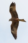 Milvus migrans (Nibbio bruno)