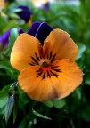 viola viola