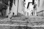 Cat street Cat street
