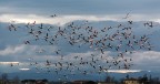 volo di fenicotteri volo di fenicotteri