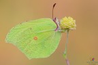 Gonepteryx rhamni..... Gonepteryx rhamni.....