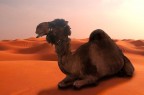 In the desert In the desert