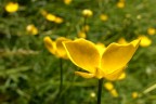 primaVERA primaVERA