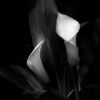 Primavera interiore