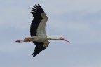 Cicogna Cicogna