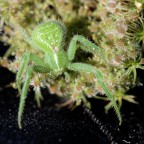 Heriaeus graminicola