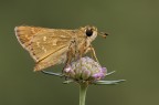 Hesperiidae Hesperiidae