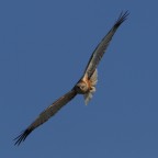 Falco di palude Falco di palude