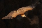 Volando sul buio Volando sul buio