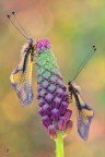 Libelloides.... Libelloides....