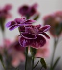 Nikon d 3300 60mm micro 1/3200 f/8 3200 iso