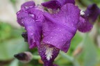 Fiore Fiore
