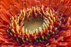 al cemtro del fiore... al cemtro del fiore...