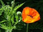 Ritratto di papavero...