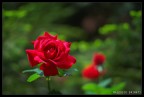 Red Rose Red Rose