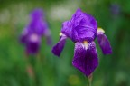 Iris Iris