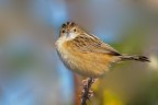 Beccamoschino (Cisticola juncidis) Beccamoschino (Cisticola juncidis)