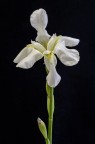 Iris Iris