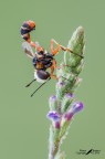 Physocephala-Sp.-(conopidae) Physocephala-Sp.-(conopidae)