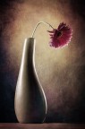 Solitaria Solitaria