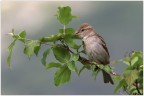 Passer domesticus.... femmina Passer domesticus.... femmina