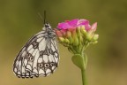 Melanargia galathea