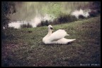 Il Riposo del Principe Il Riposo del Principe
