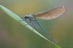 Calopteryx splendens