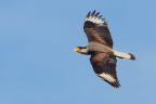 Caracara meridionale